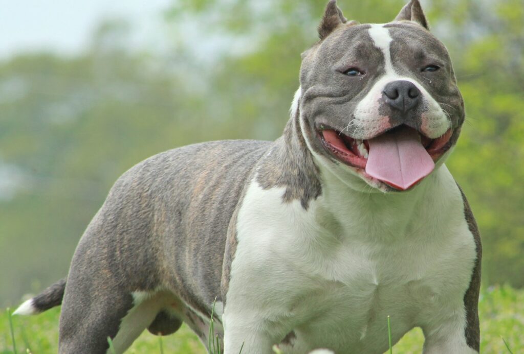 pitbull de poche
