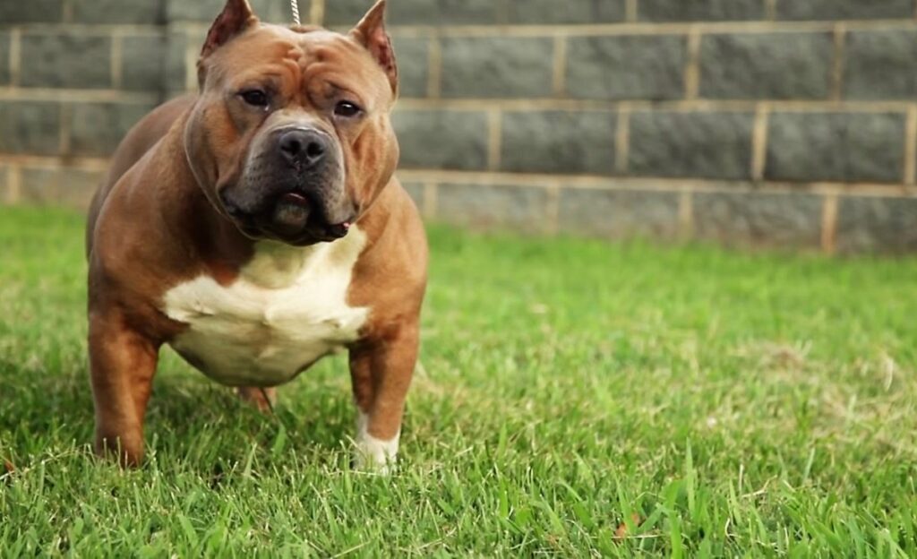 taille pitbull de poche