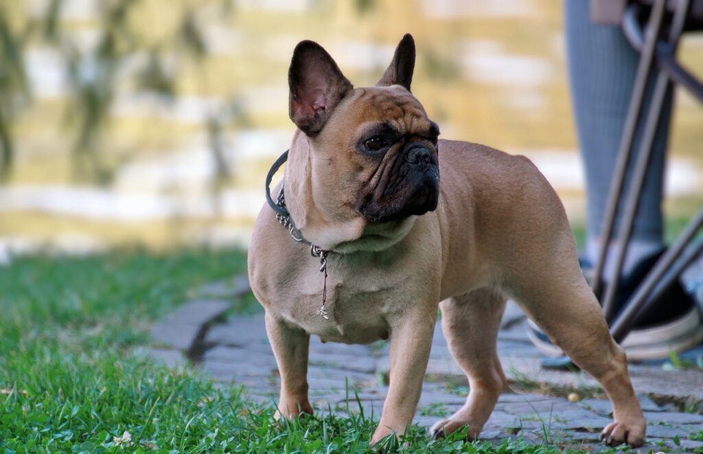 prix du bouledogue