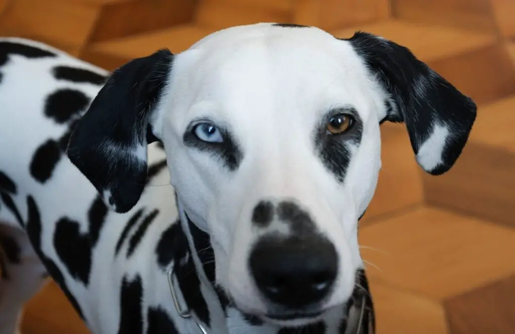 chiots aux yeux bleus
