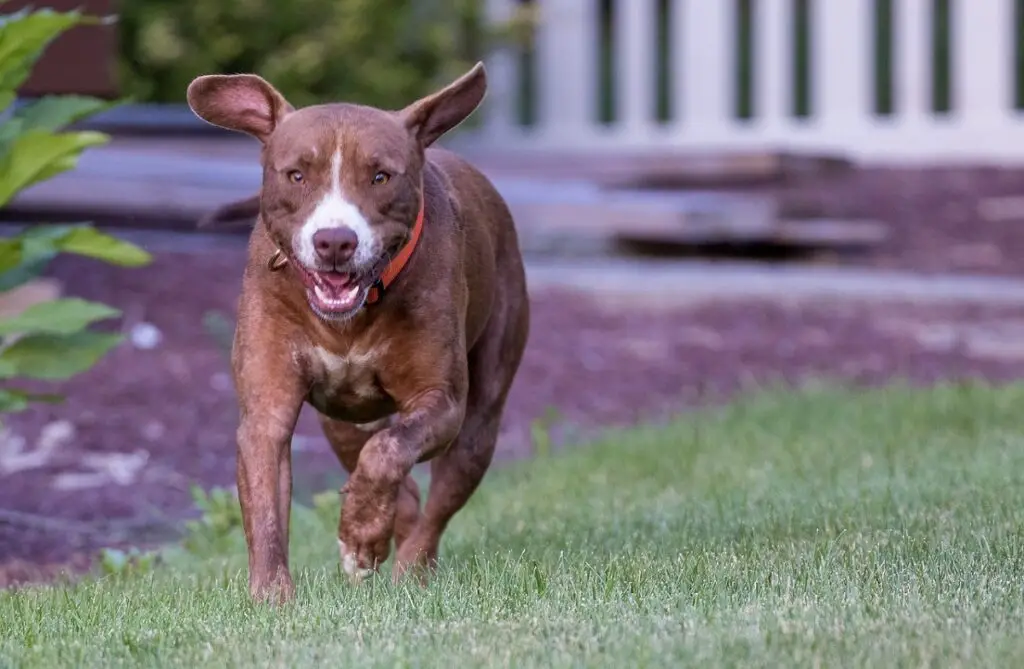 noms de pitbulls au nez rouge
