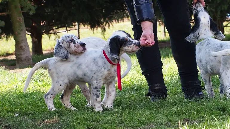 chiens setters
