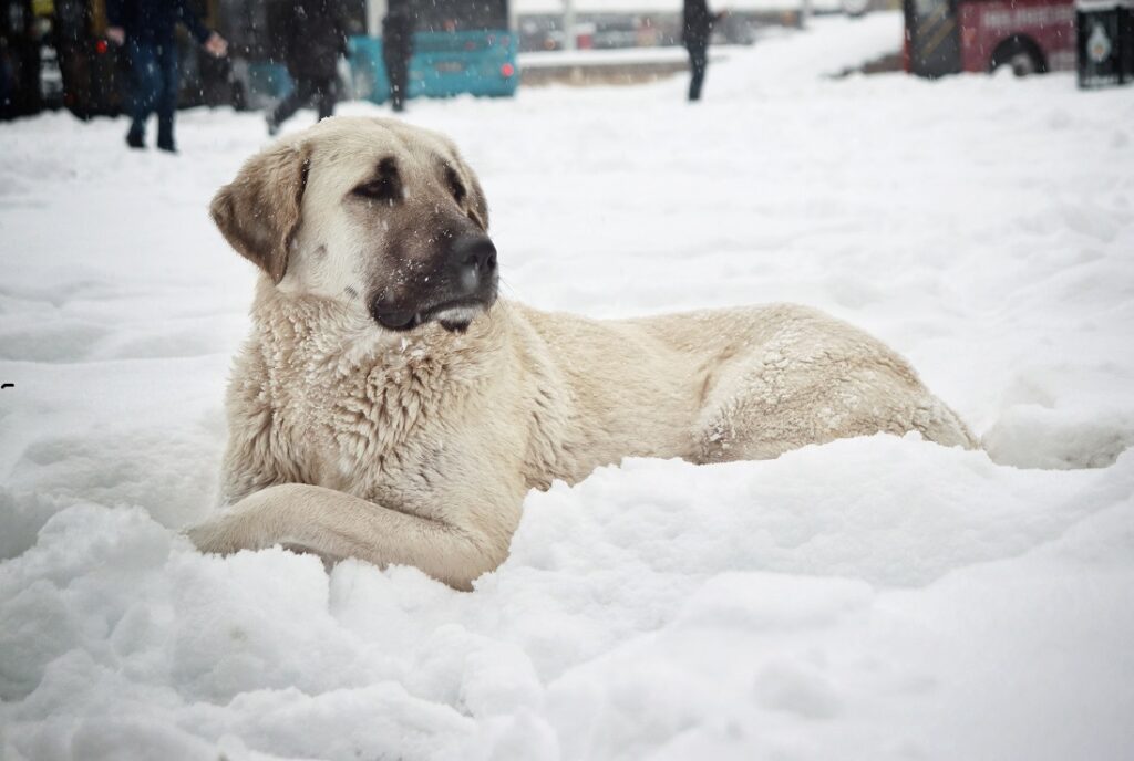 chien le plus effrayant
