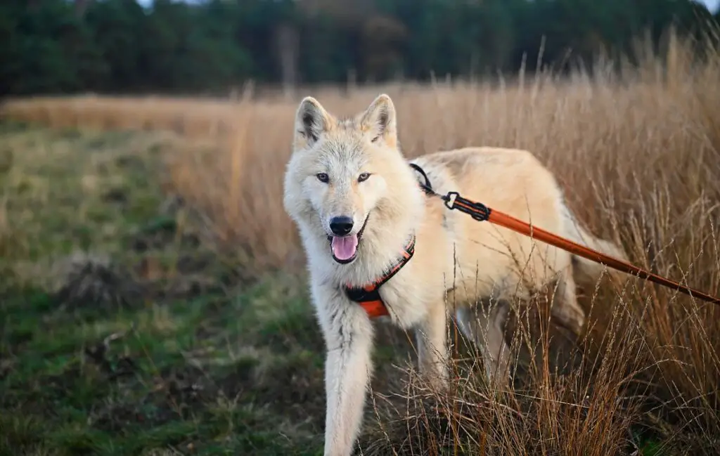 les chiens les plus effrayants
