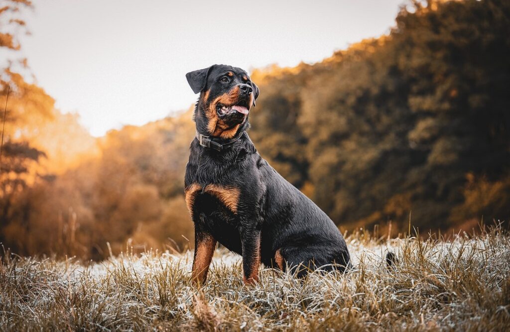 les chiens les plus effrayants du monde
