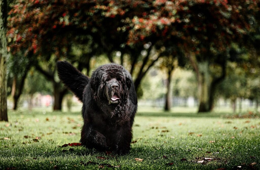 races de chiens effrayantes
