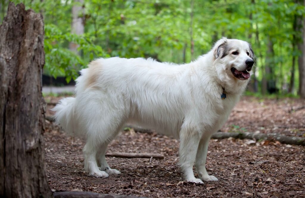 race de chien hirsute
