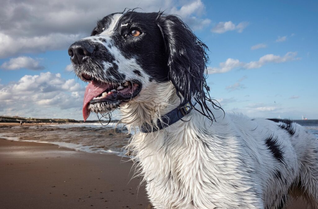 montre-moi une photo d'un chien
