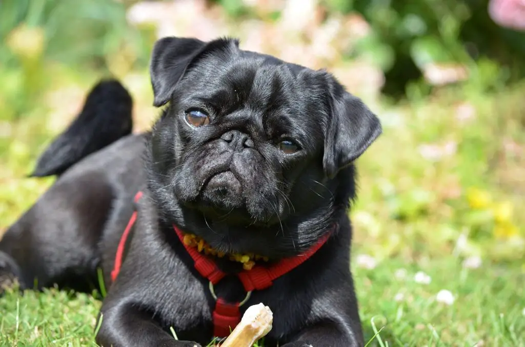 petits chiens noirs
