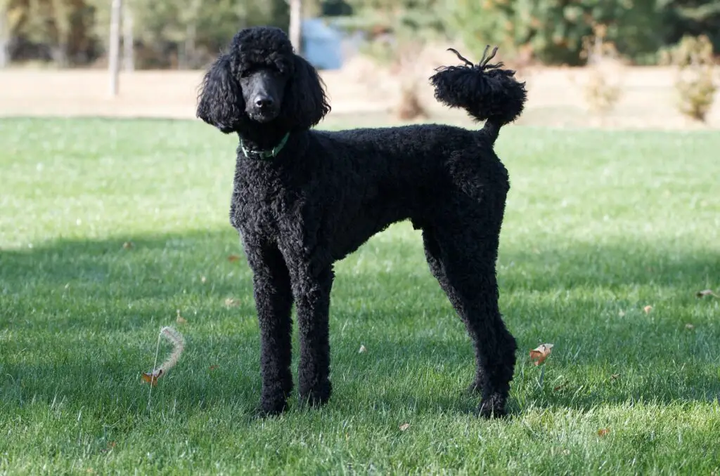 petit chien noir moelleux
