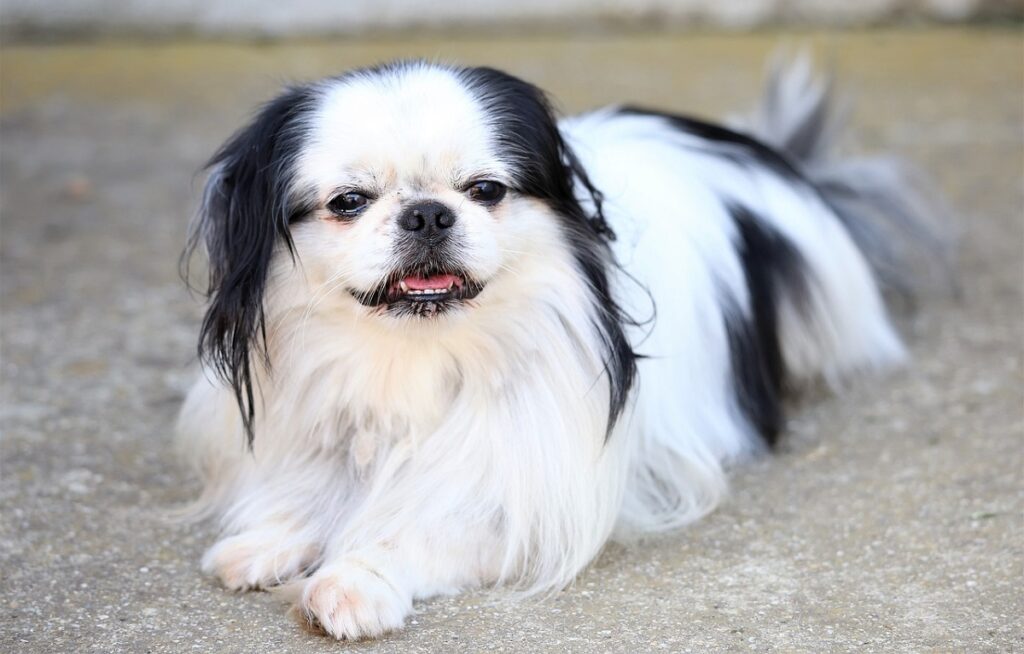 petit chien chinois
