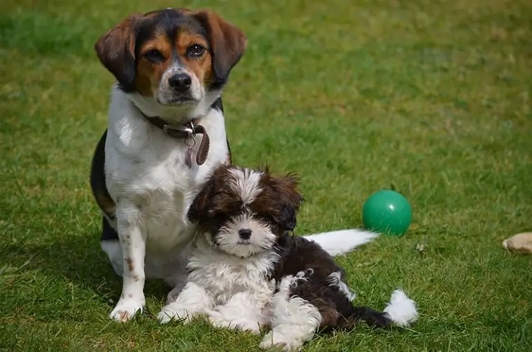 petits chiens chers