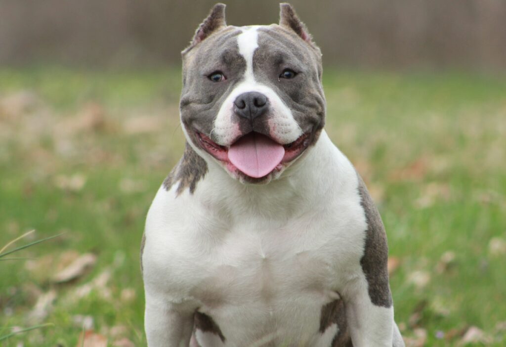 petit pitbull
