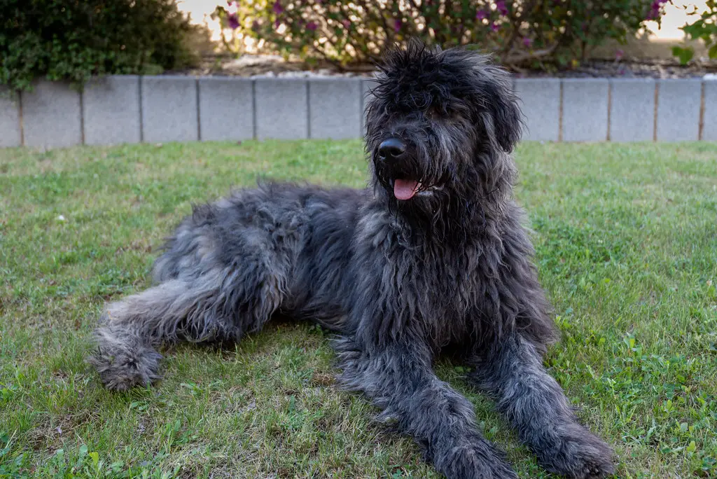 chiens des forces spéciales
