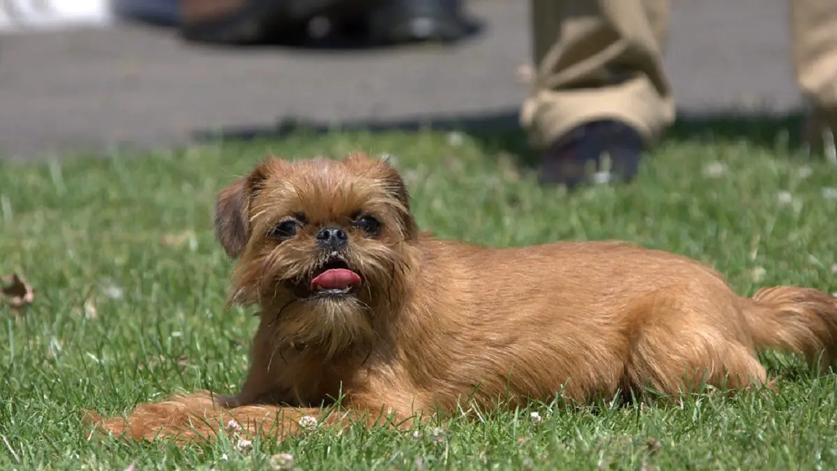 races de chiens les plus étranges
