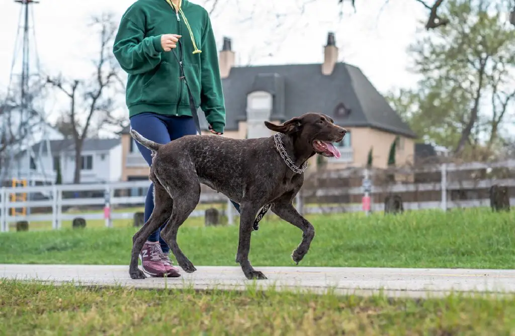 garder le chien au frais en été