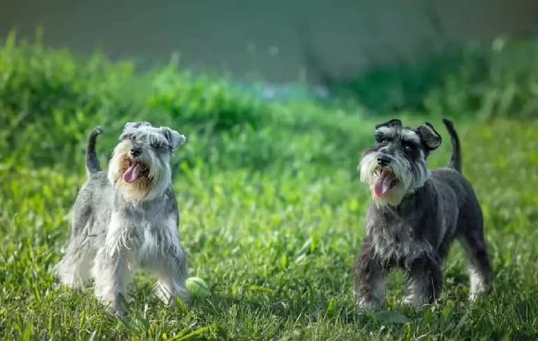 schnauzer parti noir et blanc
