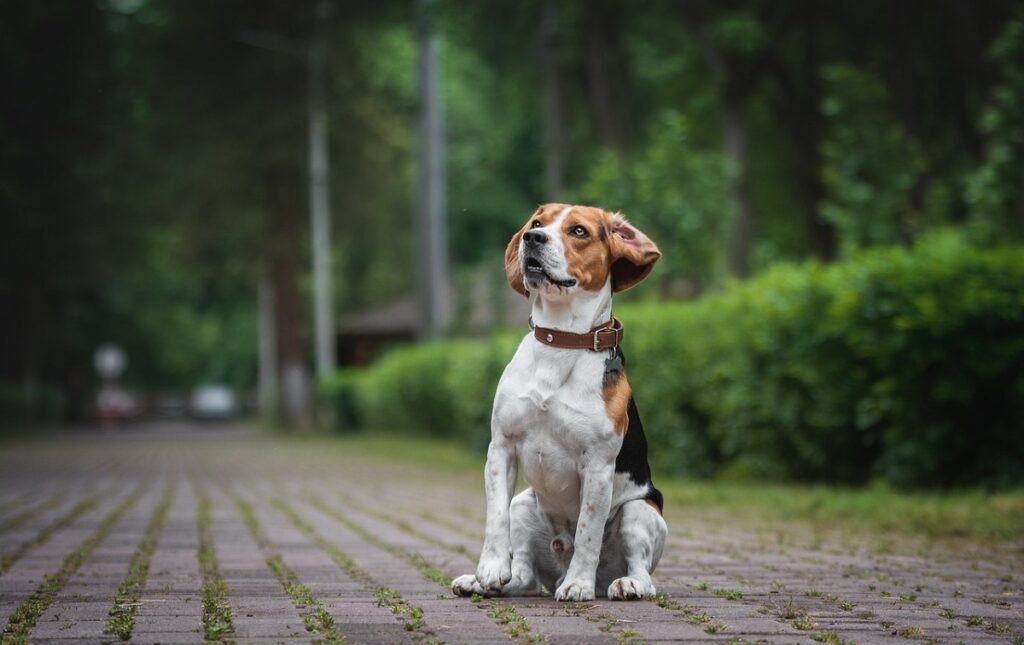 les chiens les plus mignons de tous les temps
