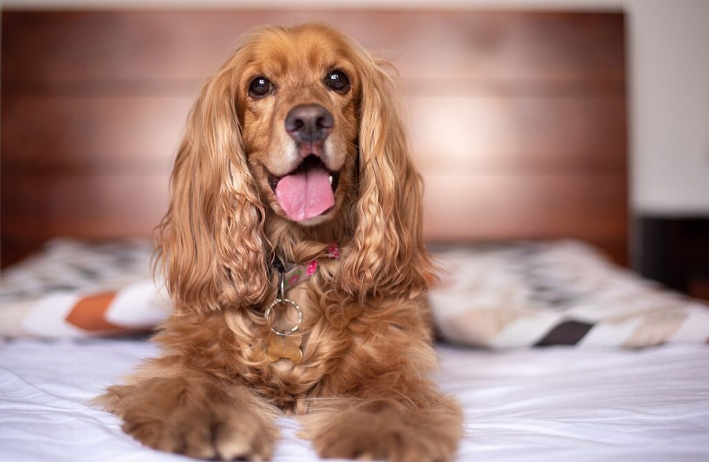 le chien le plus mignon du monde