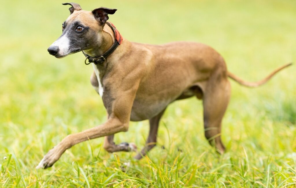 choses à savoir sur les chiens
