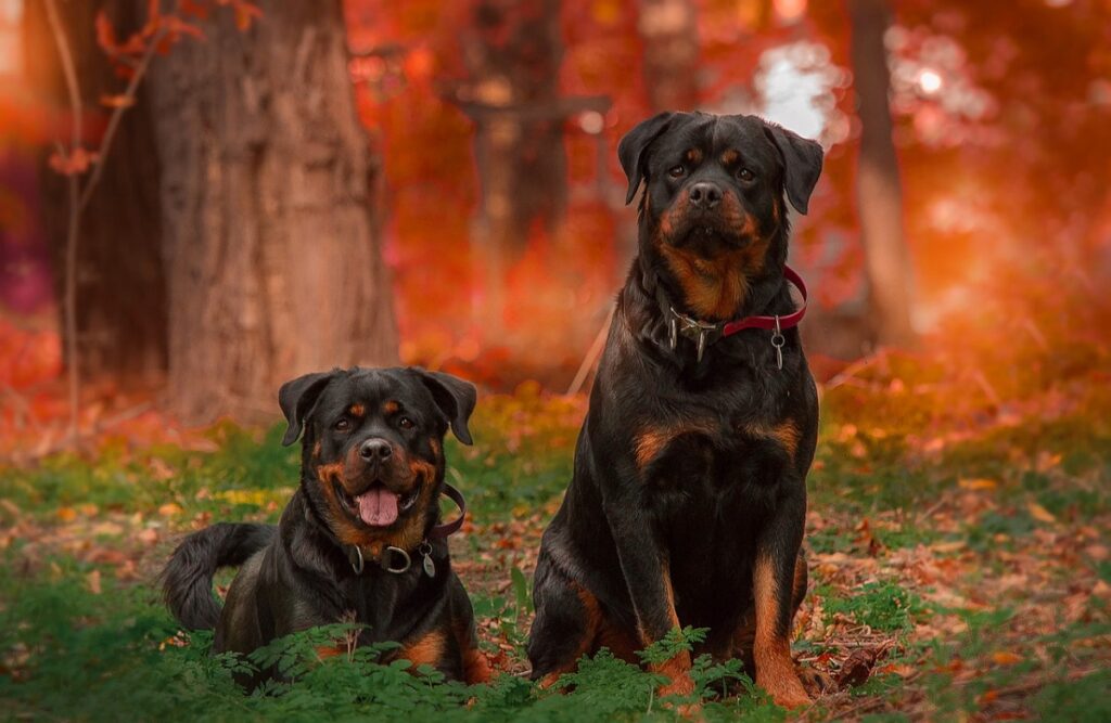 Top 10 des races de chiens militaires
