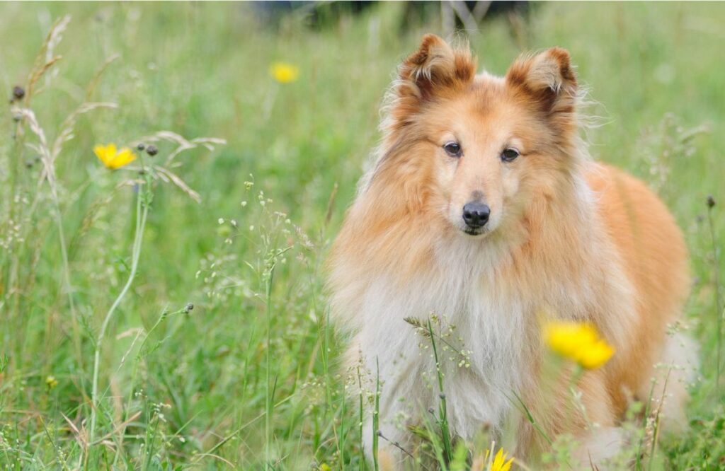   races de chiens mignons
