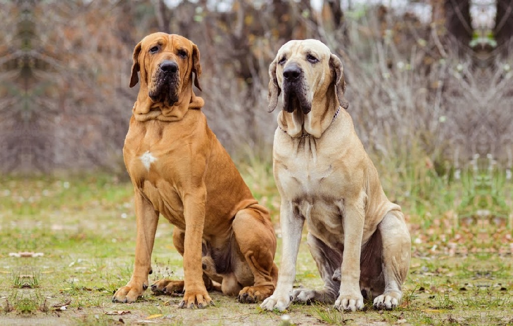 chiens à l'air dur