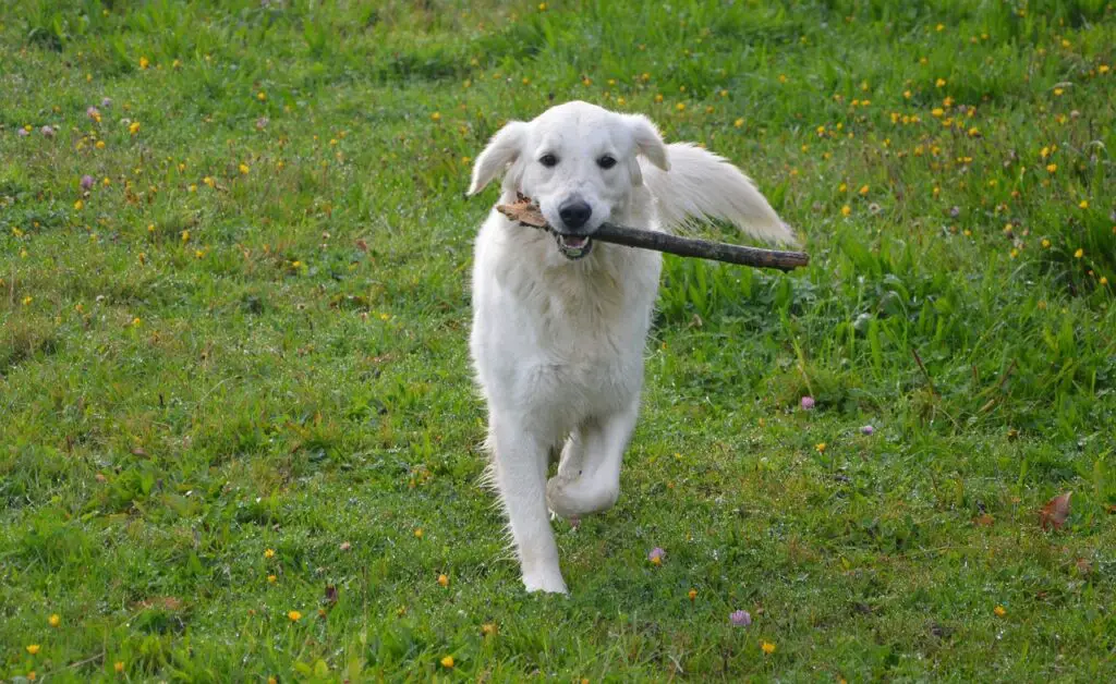 entraîner un chien à rester dans la cour
