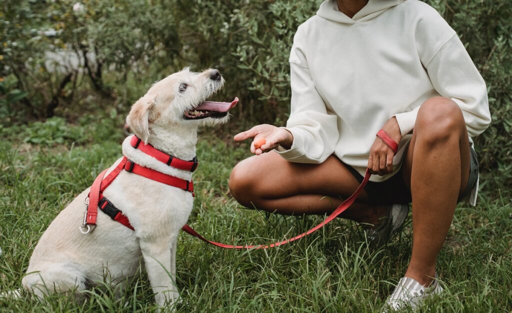 entraînez votre chien