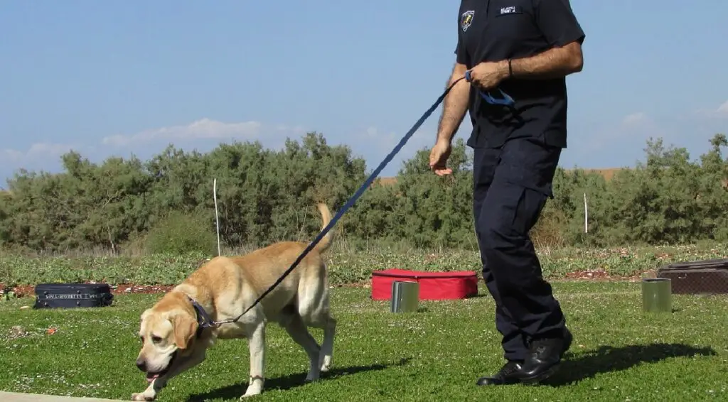 dresser un chien à rester dans la cour