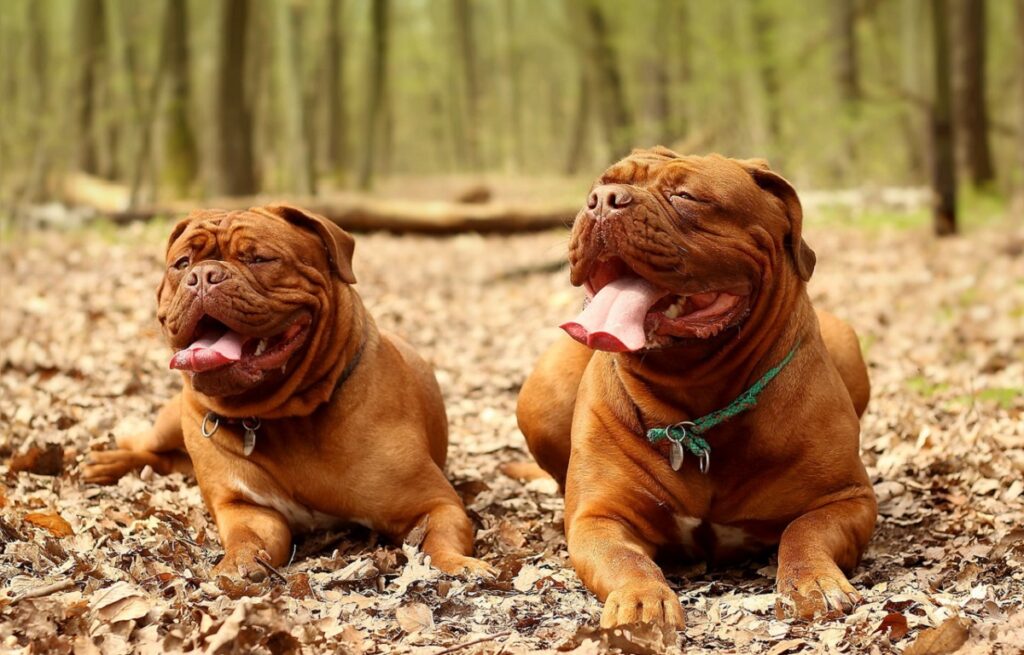 race de chien la plus moche du monde
