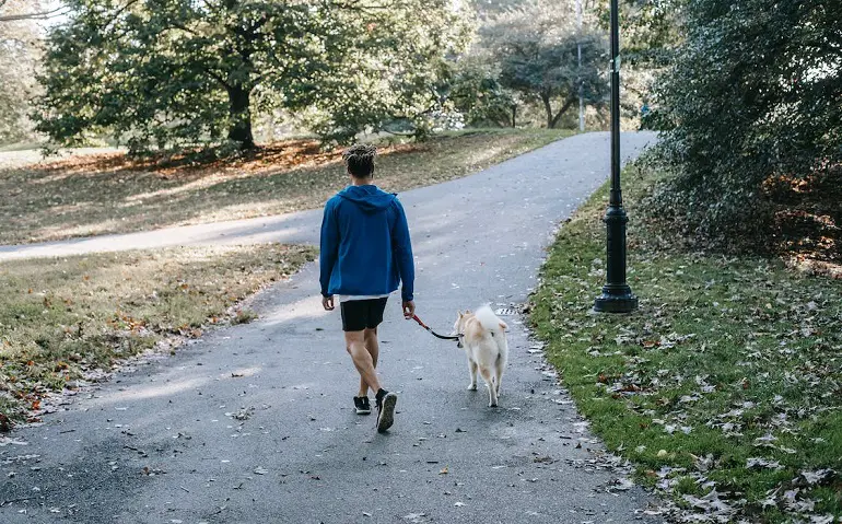 comment socialiser un chien adulte