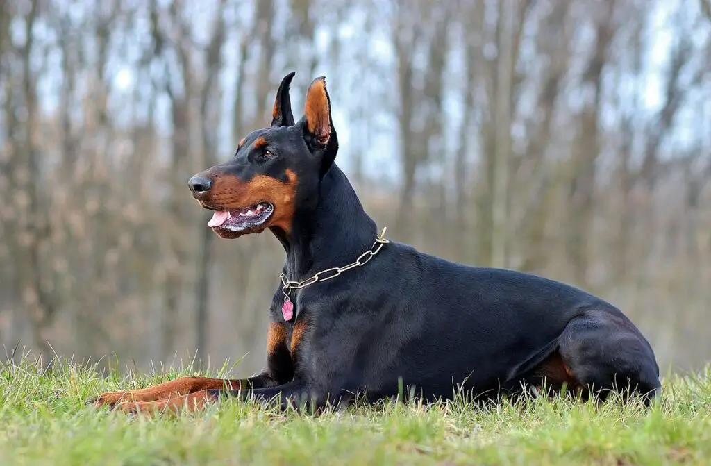 races de chiens de guerre
