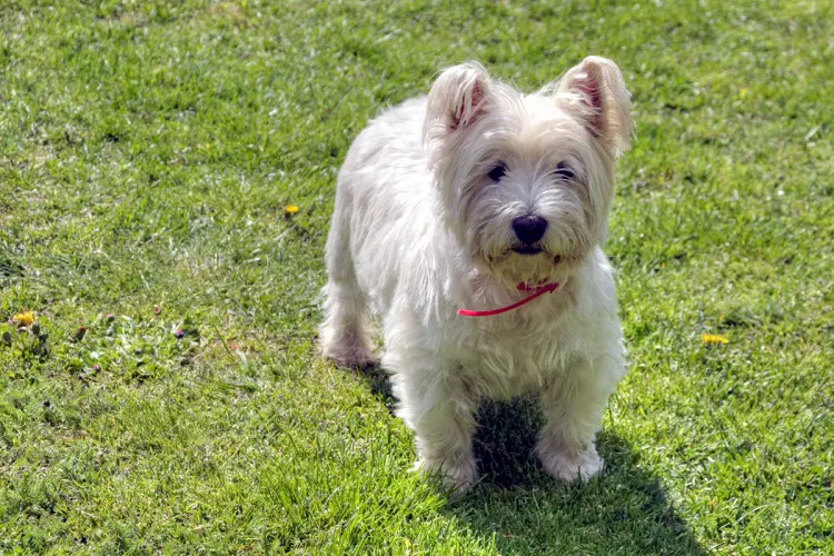 Glen d'Imaal Terrier