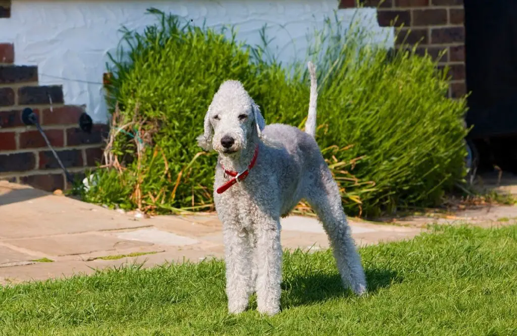 races de chiens bizarres
