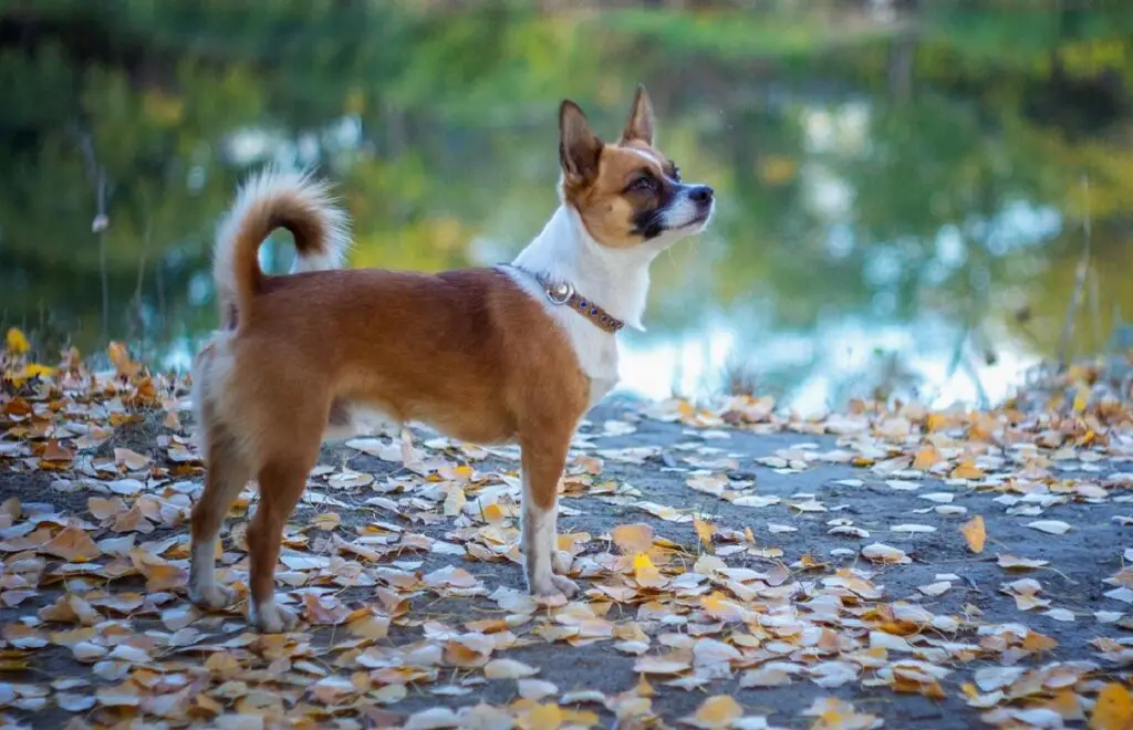 noms de races de chiens les plus étranges
