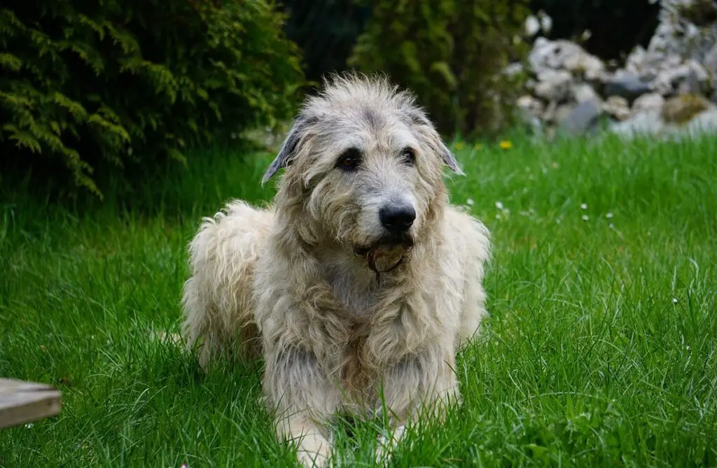 les chiens les plus étranges
