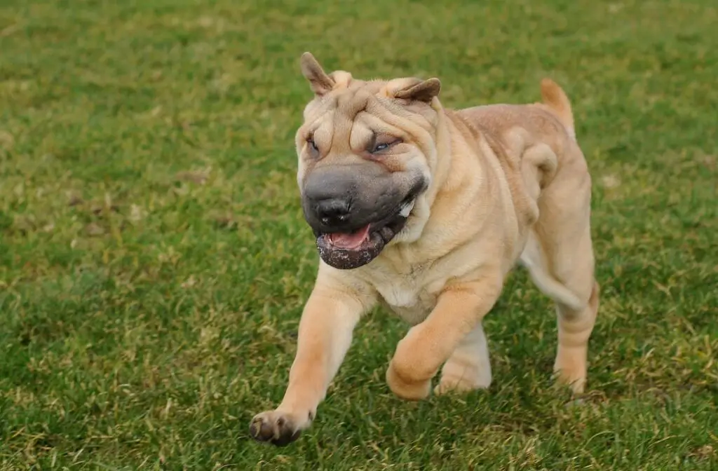 les chiens les plus étranges
