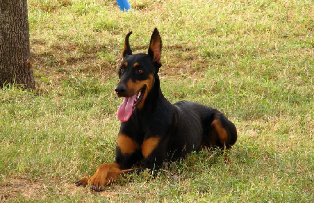 la race de chien la plus agressive
