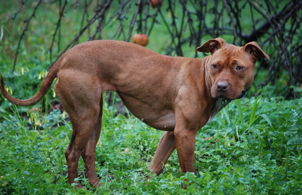 meilleurs chiens agressifs
