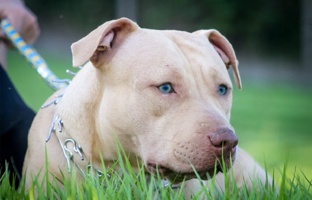 pitbull aux yeux bleus
