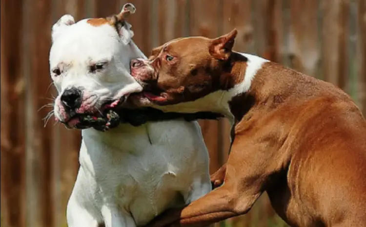 combat de chien pitbull