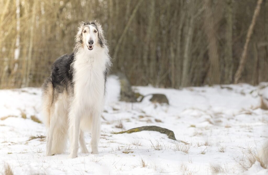 quelle est la race de chien la plus stupide
