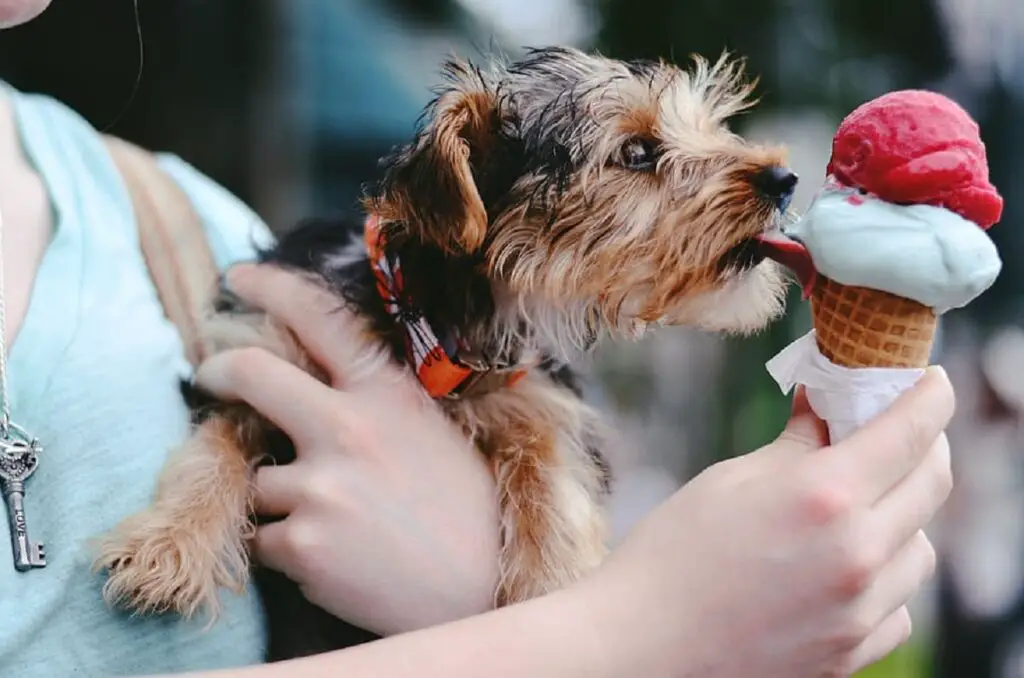 que faire des chiens par temps chaud
