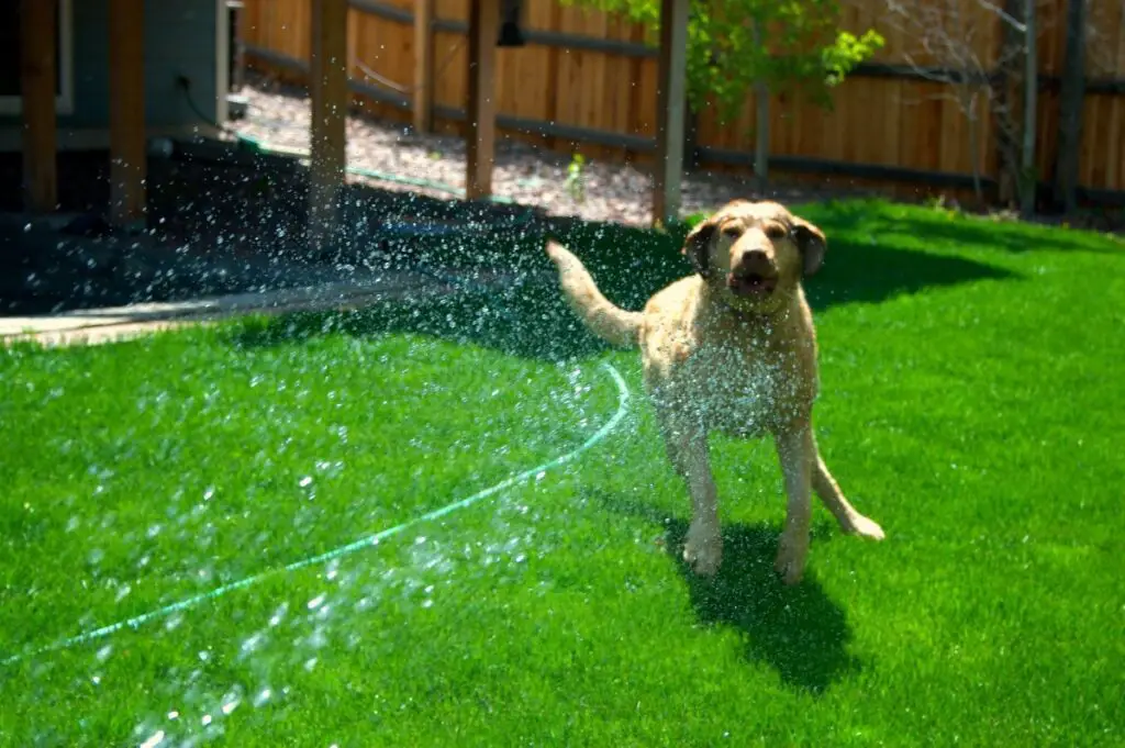 que faire des chiens par temps chaud
