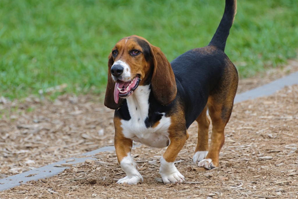 quelle est la race de chien la plus stupide
