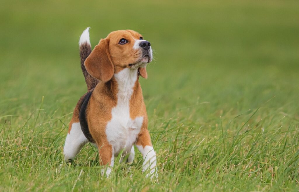 quelle est la race de chien la plus stupide
