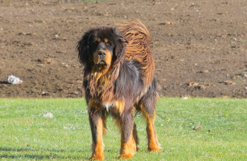 les chiens les plus chers du monde
