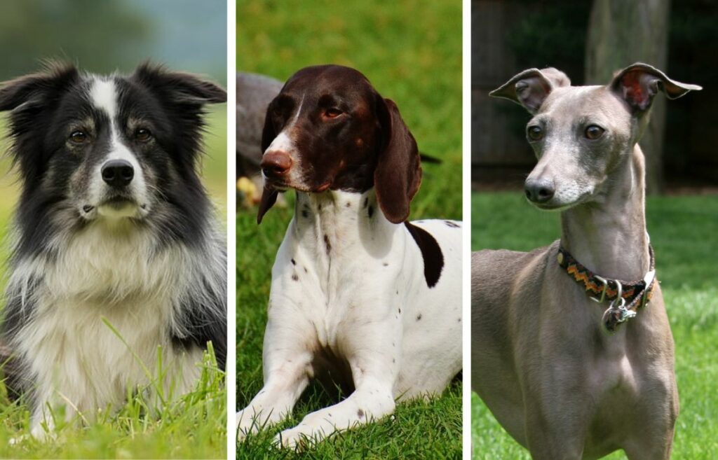 quand les chiens ont-ils été domestiqués
