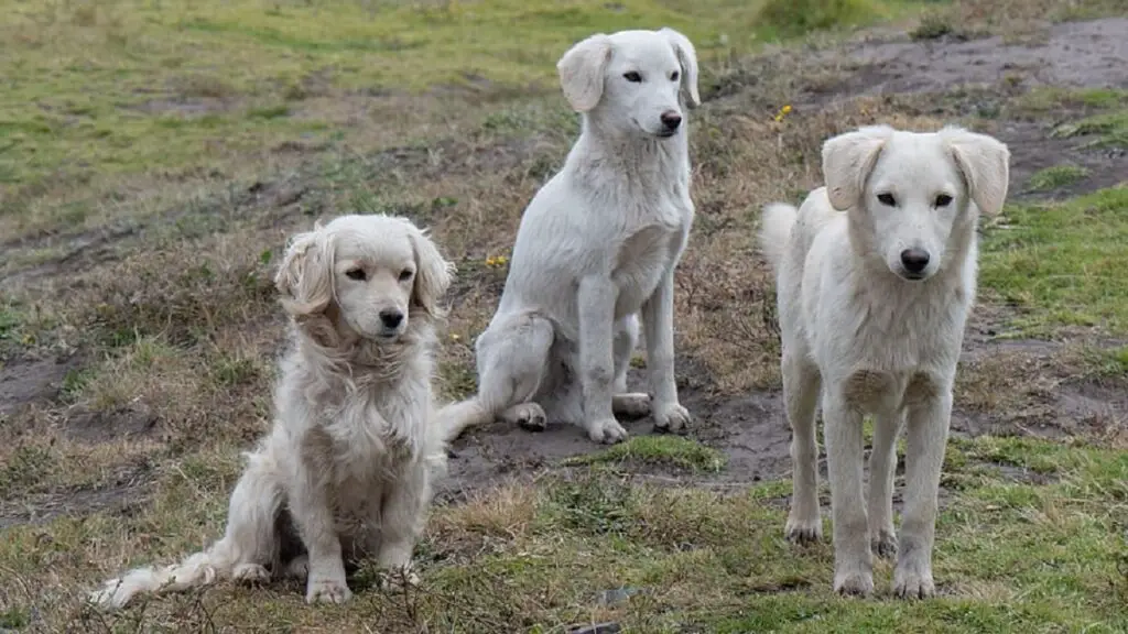 d'où viennent les chiens
